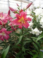 [5187 Empolo VWS No02.JPG]